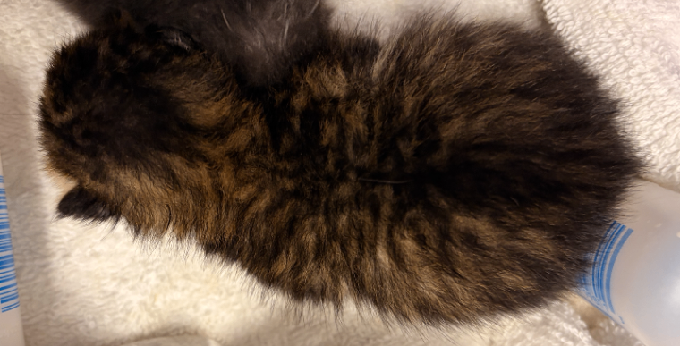 Waxing Moon - Cat